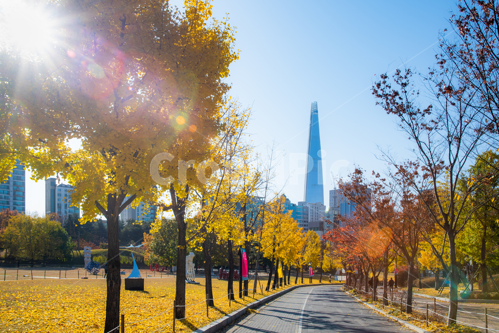 가을,단풍,나무,나무잎,계절,공원,풍경,한국,10월,11월,실외,아웃도어,나뭇잎,조경,산책,올림픽공원,산책로,고요한,하늘,푸른하늘,맑은,깨끗한,서울,자연,야외,낙옆,낙엽,구름없는,청명한,천고마비,카피스페이스,여백,단풍나무,은행나무,은행잎,노랑,노랑색,노란,황금색,가을풍경
