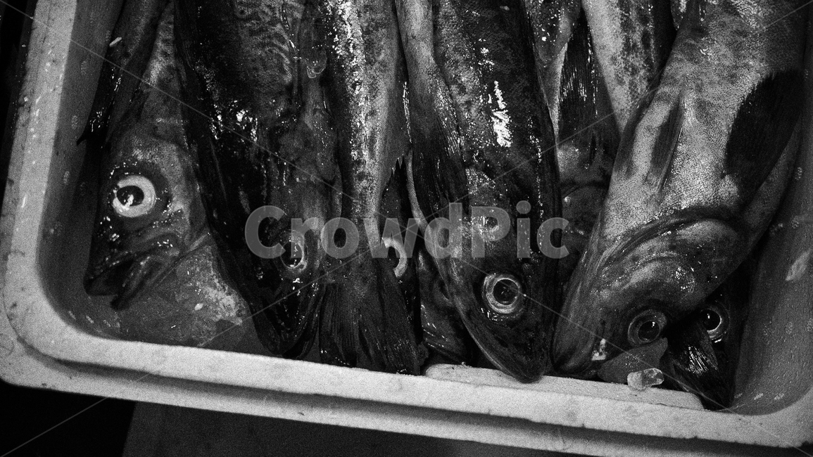 fish,생선,동태,수산시장,fishmarket,시장,마트,마켓,market,mart,market place,음식,식재료,요리,food,cook,meal,dishes,food reserves,수산물,해산물,fishery products,seafood,흑백,모노톤,monochrome,black and white