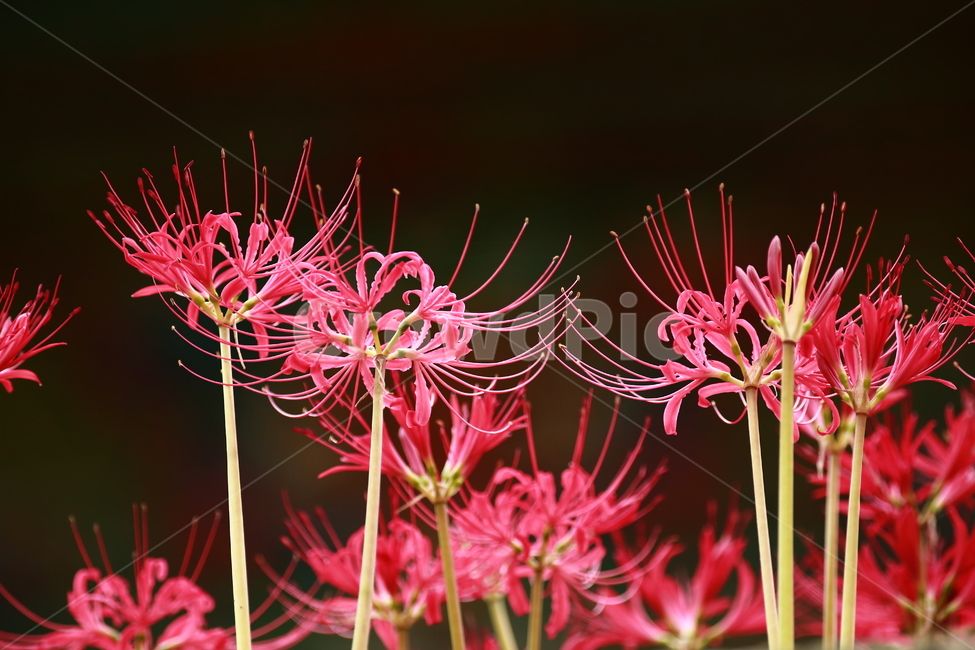 상사화,가을꽃,강한빨강,빨강,항아리,magiclily,식물,자연,plants,nature,꽃,flower