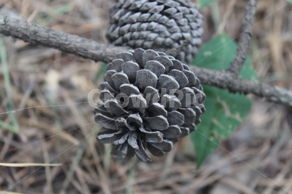 tree,나무,솔방울,열매,소나무,나무,trees,wood,과일,열매,fruit