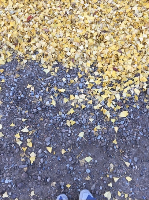 자갈,바닥,흙길,은행나무,낙엽,가을,가을,계절,fall,autumn,season,asphalt,아스팔트,gravel,dirt road,road,도로,ground