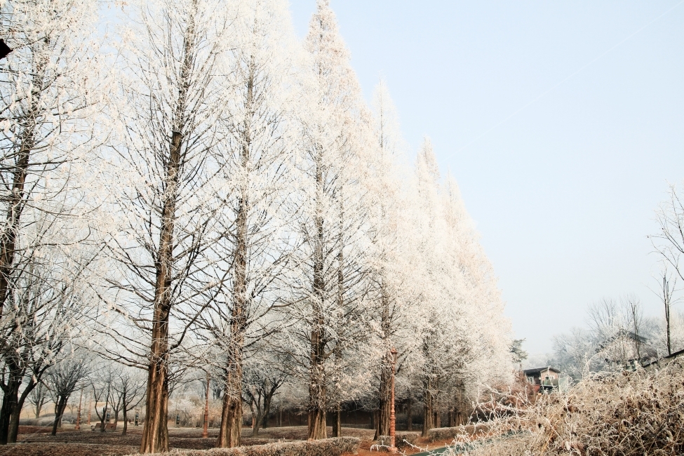 메타세콰이어,겨울,눈꽃,길,아련함,이미지,배경,시골,흰,하얀,겨울,계절,winter,season,자연,풍경,nature,landscape,plant,식물,tree,나무,outdoors,옥외