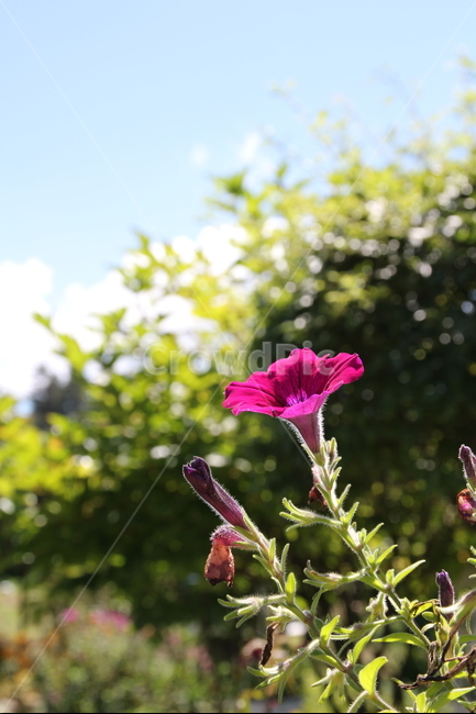 꽃,flower,근접촬영,자연,생동감,fresh,nature,감성,식물,plant,역광,backlight,실루엣,silhouette,식물,자연,plants,nature,꽃,flower