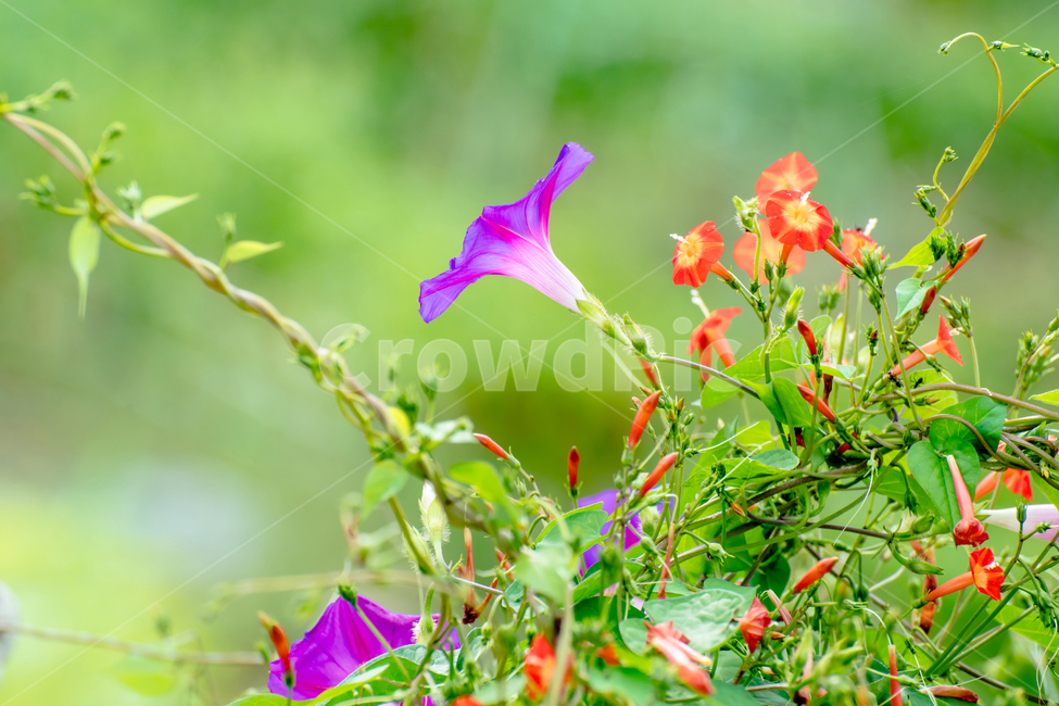 꽃,식물,나팔꽃,보라색,flower,식물,자연,plants,nature,꽃,flower