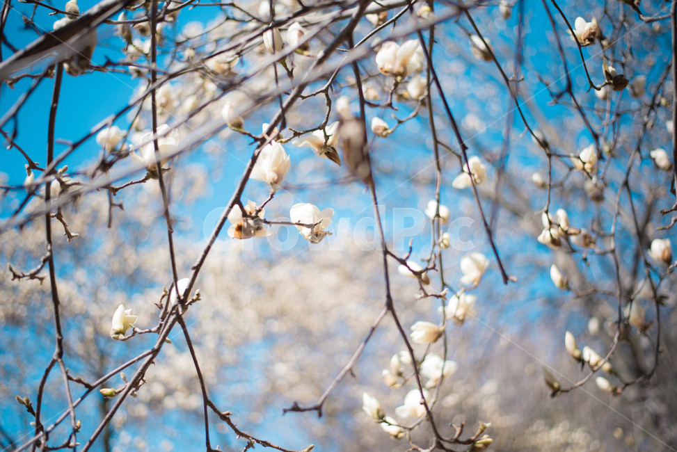 목련,목련나무,봄꽃,식물,나무,봄,계절,spring,season,식물,자연,plants,nature,꽃,flower,plant,blossom,cherry blossom,벚꽃