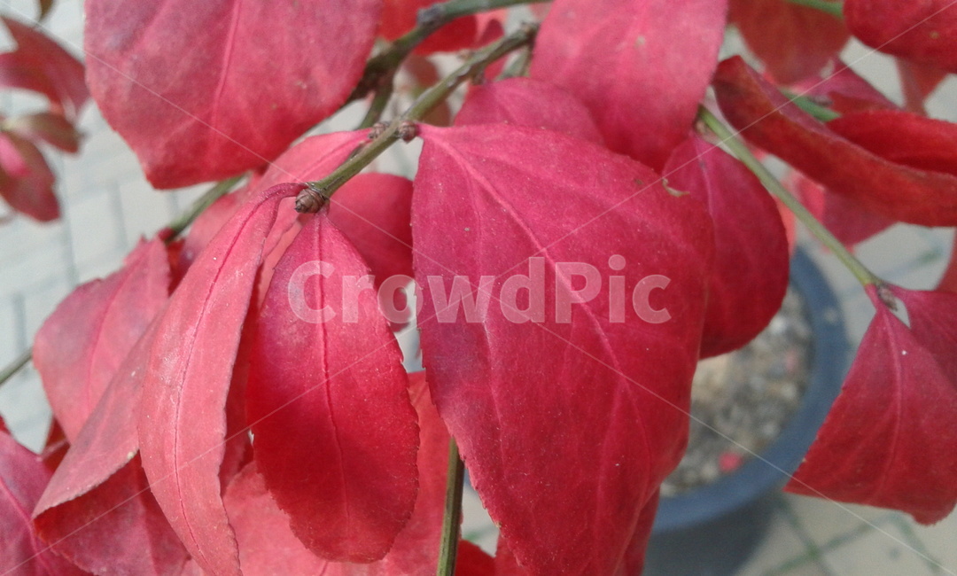 plant,식물,leaf,잎,red,식물,자연,plants,nature