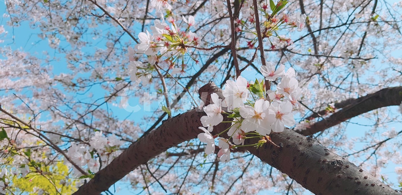 꽃,벚꽃,flower,식물,자연,풍경,봄,사쿠라,식물,자연,plants,nature,꽃,flower