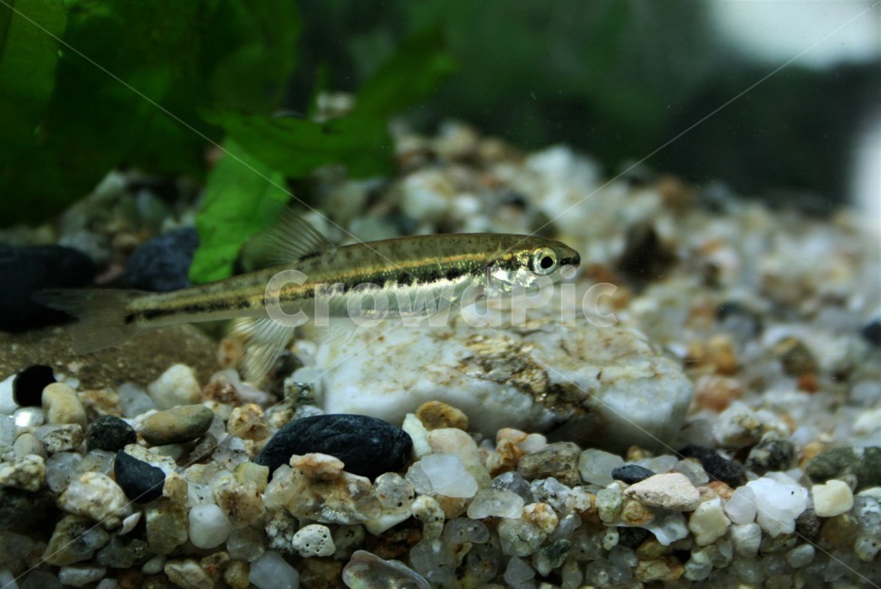 연준모치,황어아과,남한강상류,오십천,혼인색,민물고기,동물,animal,어류,물고기,fish