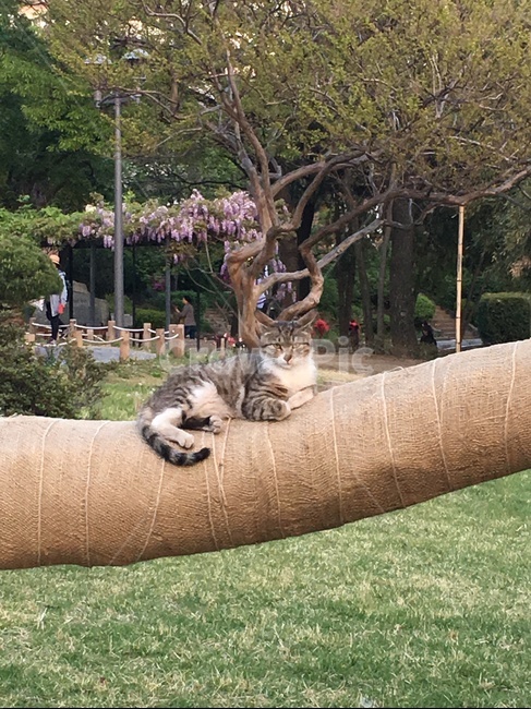고양이,길고양이,풍경,그림,늠름