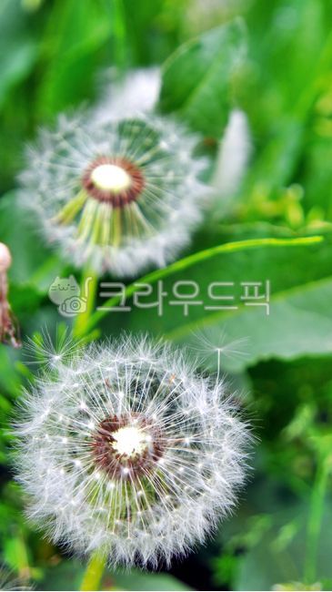plant,식물,민들레,dandelion,꽃,식물,자연,plants,nature
