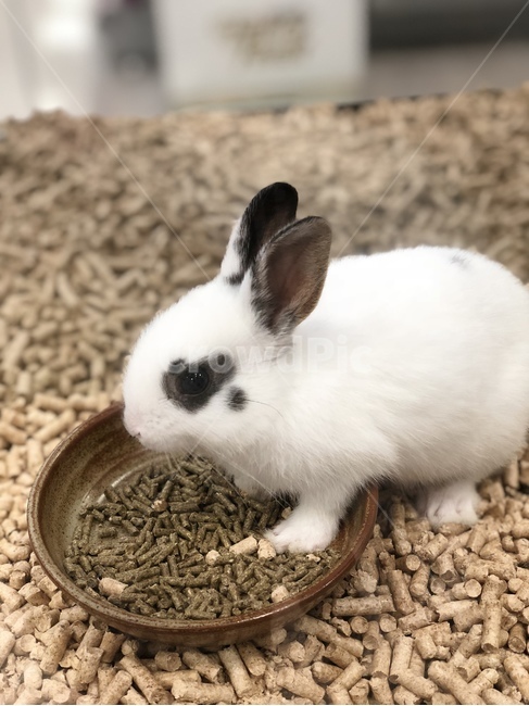 토끼,rabbit,동물,집토끼,애완동물,반려동물,사료,동물,animal,포유류,mammal