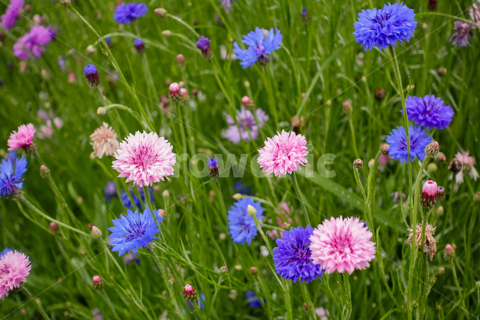 꽃,식물,꽃밭,화단,비,물방울,흰색,녹색,접사,상쾌한,신선한,시원한,flower,clover,plants,flowerbed,rain,waterdrop,water,white,green,closeup,fresh,cool,분홍,pink,파란,blue,보라,violet,purple,여름,summer,식물,자연,plants,nature,꽃,flower