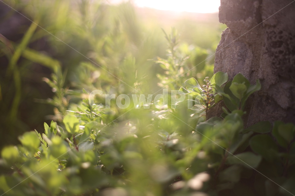 plant,식물,빛,flame,자연,풍경,식물,자연,plants,nature,휴식,힐링,rest,relaxation,healing