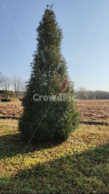 금송,금솔,tree,나무,plant,식물