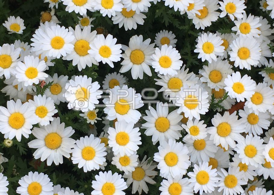 데이지,샤스타데이지,꽃,식물,daisy,shastadaisy,flower,plant,blossom,계란후라이꽃
