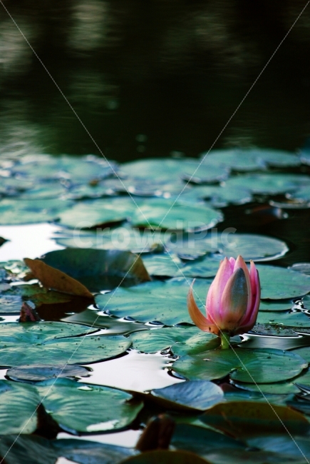 꽃,연꽃,자연,풍경,여름,식물,자연,plants,nature,꽃,flower