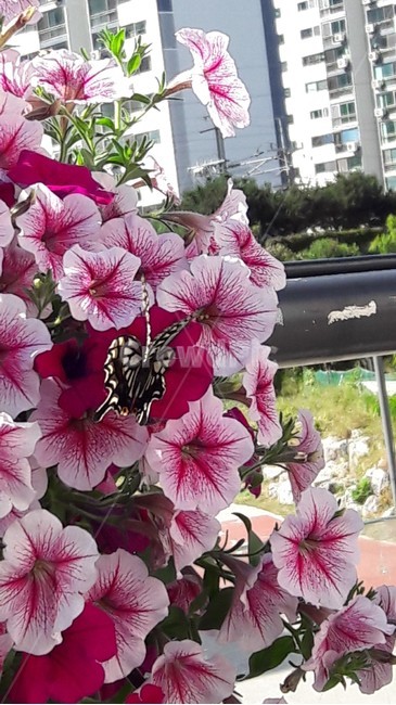 사피니아,페튜니아,산호랑나비,꽃에나비,봄여름꽃