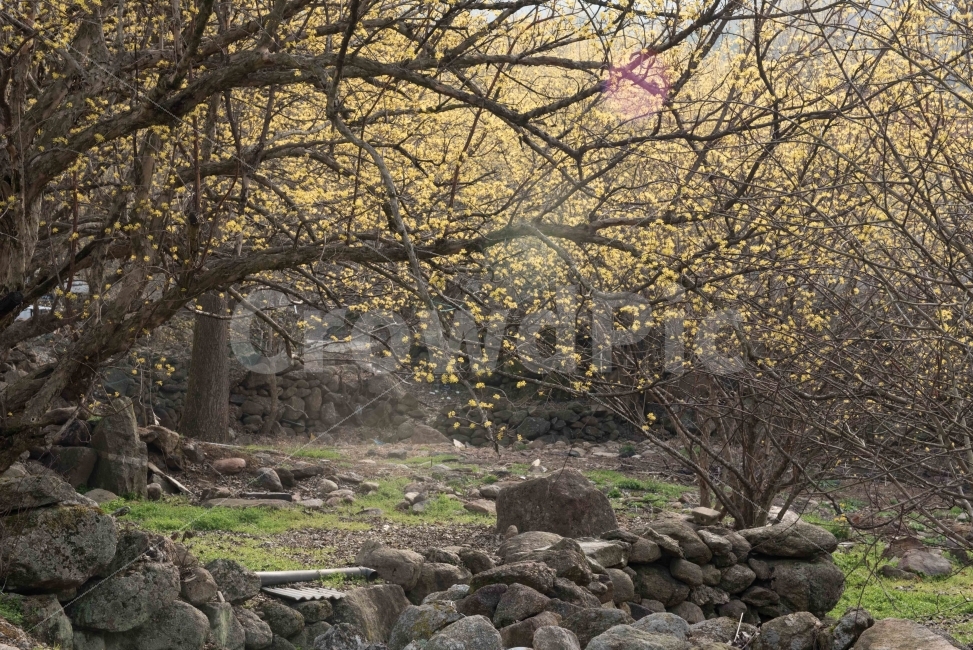 섬진강,섬진강기행,기행,남도,전라도,일상,시골,니콘,NIKON,D750,DSLR,사진,여행,정취,느낌,파스텔톤,파스텔,산수유,노랑,노란색,노란색꽃,노란꽃,산수유꽃,산수유축제,축제,산수유마을,구례,전남구례,전남,돌담,새싹,봄,자연,풍경,nature,landscape,봄,계절,spring,season,rubble,파편,plant,식물,tree,나무,ground,바닥