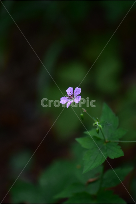 큰세잎쥐손이,야생화,식물,자연,꽃,생태,힐링,플라워,wildflower,flower,plants,nature,season,감성,느낌,emotion,feeling,여름,분홍색,여러해살이풀,쥐손이풀과,쥐손이풀속,식물,자연,plants,nature,꽃,flower