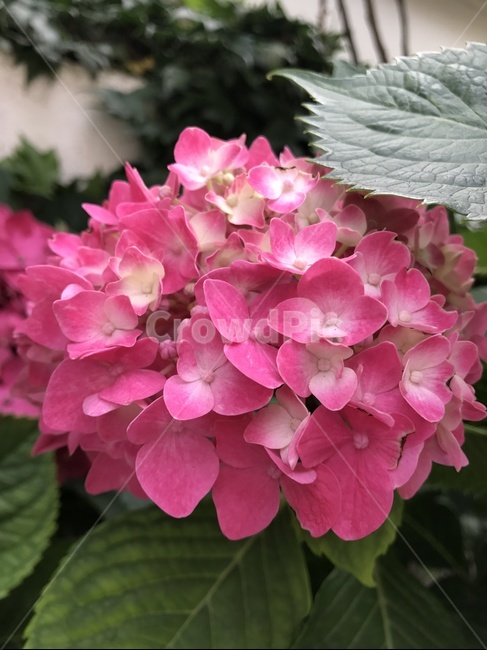 판매,꽃,여름,식물,플라워,우리나라꽃,식물,자연,plants,nature,꽃,flower