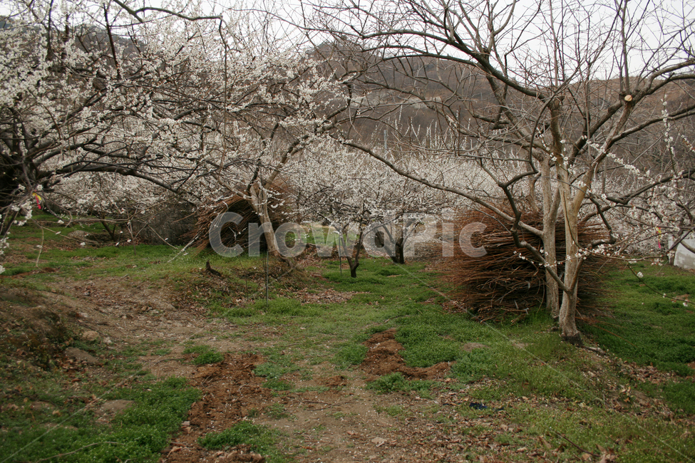 봄,봄날,매화,꽃,봄풍경,봄,계절,spring,season,자연,풍경,nature,landscape,한국자연풍경,한국자연경관,korea nature landscape,plant,식물