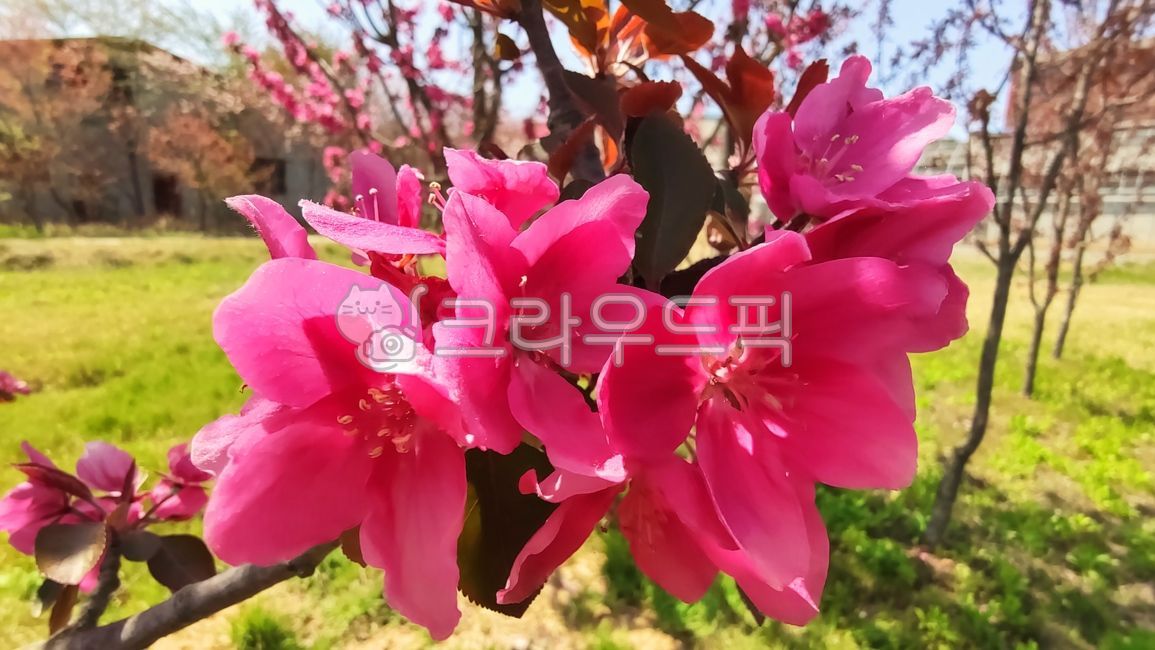 돌사과,꽃사과,사과꽃,꽃사과나무,벚잎꽃사과나무,malusfloribunda,plant,식물,blossom,flower,꽃