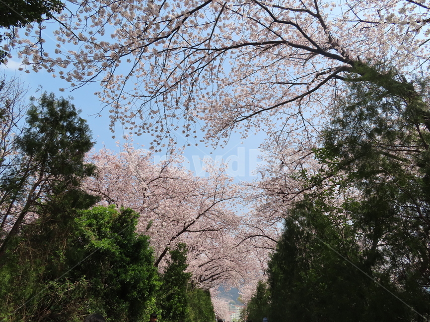 벛꽃,길,아름다움,하늘,싱그러운,자연,식물,cherryblossoms,beautiful,sky,singing,nature,flora,pink,scenery