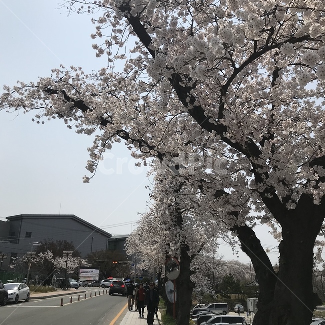 봄,벚꽃,벚꽃나무,나들이,꽃놀이,봄나들이,봄벚꽃,봄나무