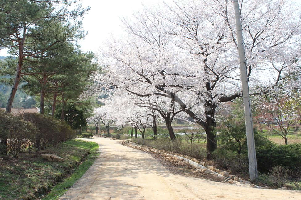 벚꽃길,벚꽃,소나무,길,전봇대,봄,계절,spring,season,자연,풍경,nature,landscape,plant,식물