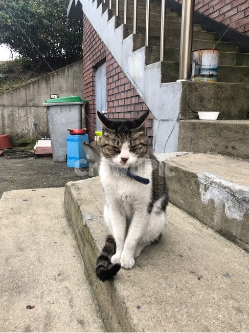 고양이,동물,길고양이,animal,애완동물,포유류,귀여운,앞발,뒷발,자연,길거리,계단,cat,pet,mammal,kitty,kitten,낮잠,고양이낮잠,잠자는고양이