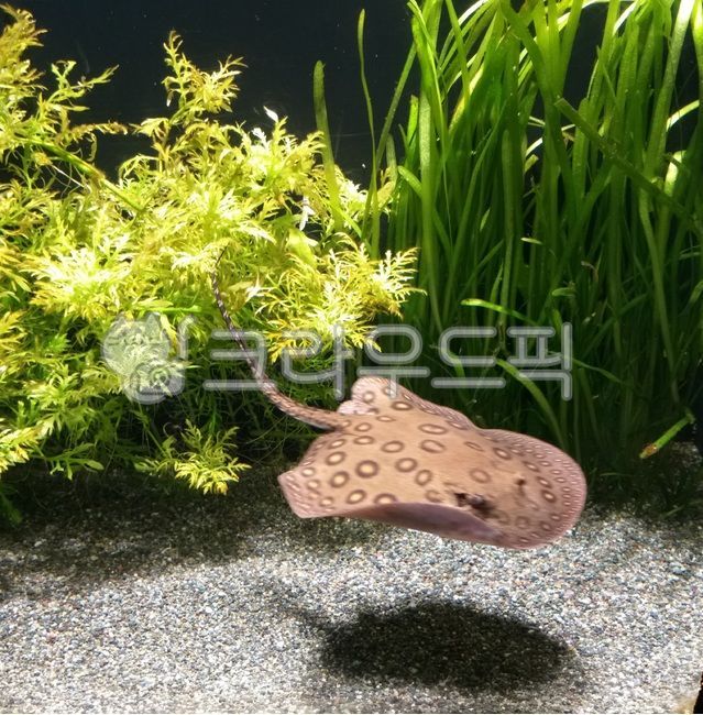 수족관,바다,물고기,수초,아쿠이리움,열대어,관상어,피쉬,fish,배경화면,물속,물풀,가오리,해양생물,sea