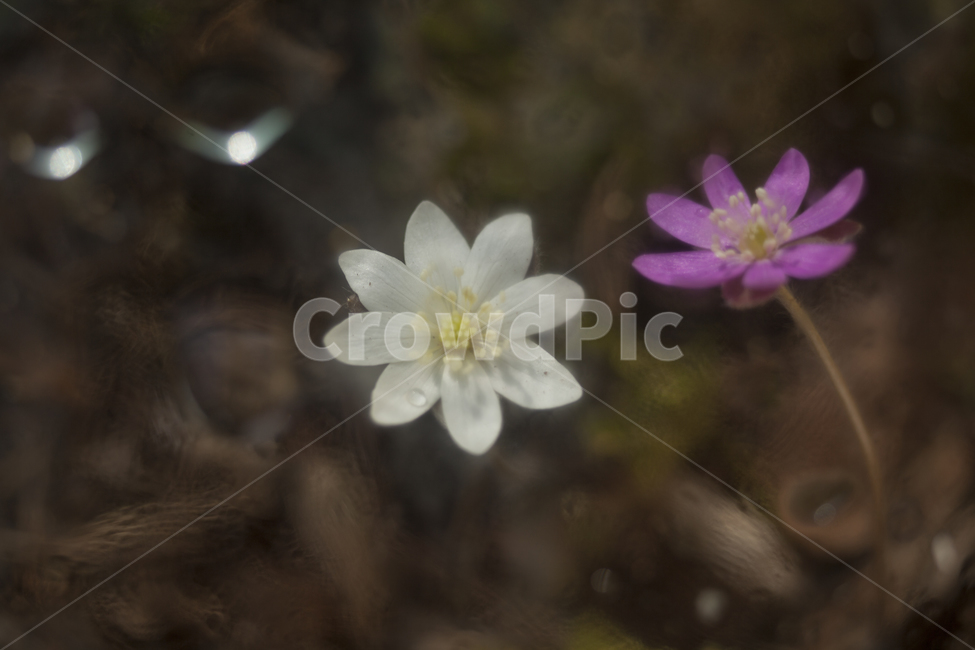 노루귀,봄꽃,새봄,보케,흰노루귀,봄,계절,spring,season,식물,자연,plants,nature,꽃,flower,plant,geranium,제라늄,blossom,anemone,아네모네
