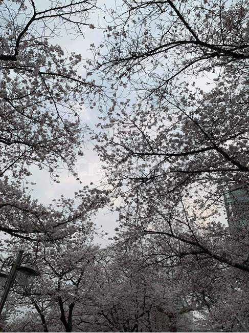 벚꽃,꽃,벚꽃길,벚꽃축제,하늘