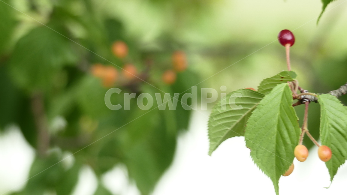 산수유,열매,과일,농촌,여름,풍요,시원,한약재,건강,나무잎