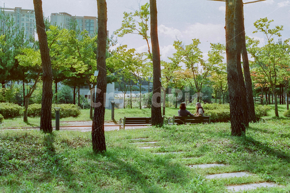 여름,햇살,봄,가을,휴식,피크닉,하늘,사계절,자연,풍경,nature,landscape,사람,인물,인간,human,person,여성,여자,woman,female,lady,tree,나무,plant,식물,tree trunk,나무 줄기,bench,벤치,grass,잔디