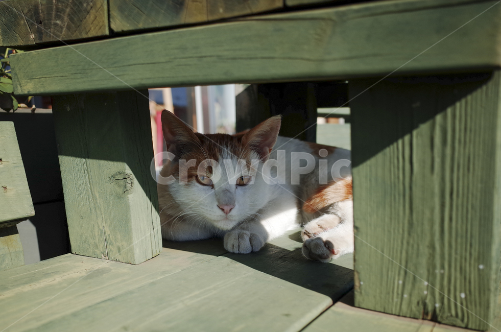 wood,나무,고양이,cat,chair,의자,green,초록의자,벤치,bench,길고양이,치즈고양이,동물,animal,포유류,mammal,고양이,cat,kitten,kitty