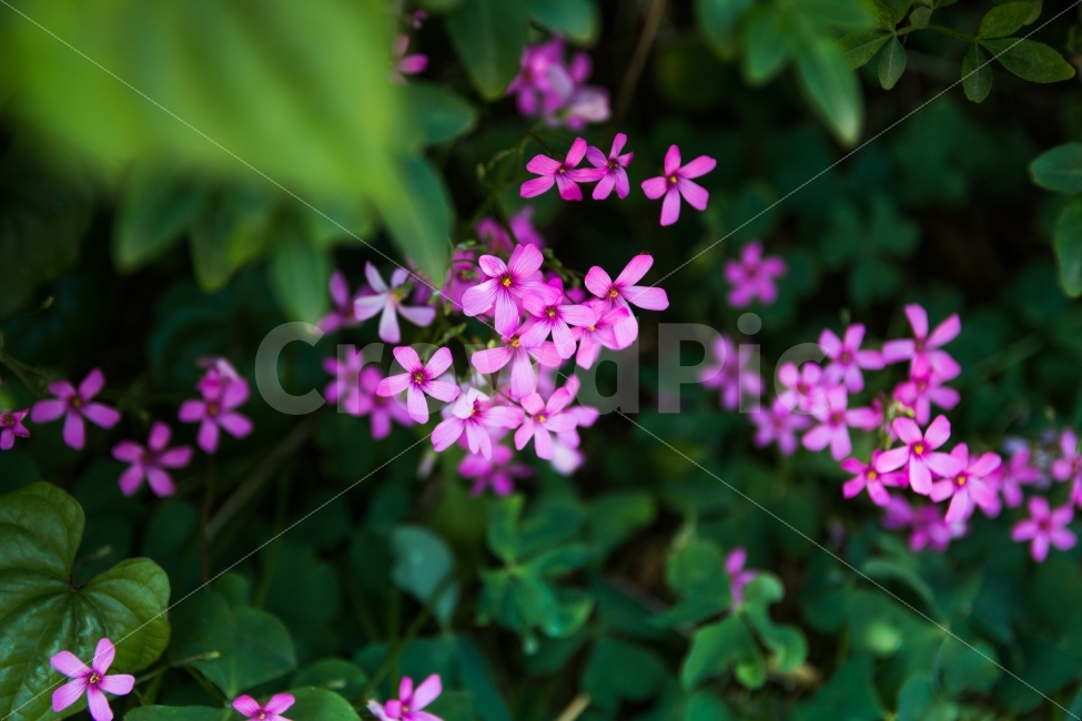 풍경,꽃,길거리,거리풍경,여름꽃,식물,자연,plants,nature,꽃,flower