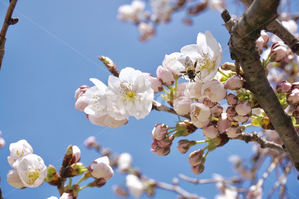 벚꽃,봄,cherryblossoms,꽃,flower,sprig,하늘,sky,나무,벚꽃나무,tree,벌,bee,honey,봄,계절,spring,season,plant,식물,blossom