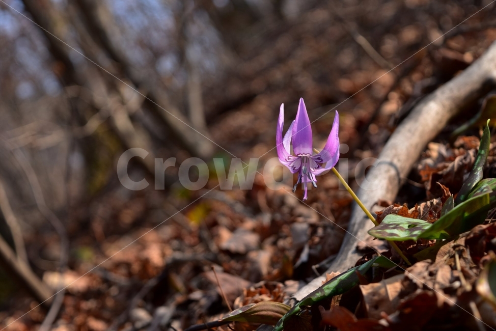 얼레지,봄,야생화,꽃,화야산,경기도,봄꽃,감성,햇살,그림자,Erythroniumjaponicum,가재무릇,백합과,얼레지속,바람난여인,질투,식물,식생,자연,식물,자연,plants,nature,꽃,flower