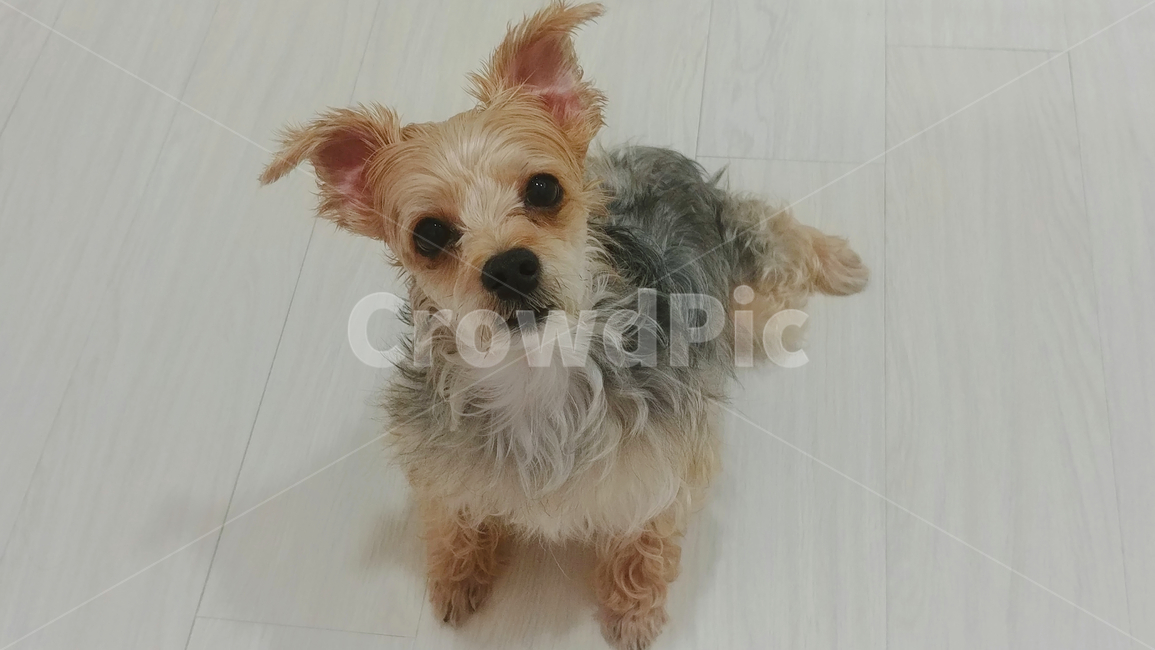강아지,애견,개,dog,도그,동물,animal,포유류,mammal,개,강아지,dog,doggy