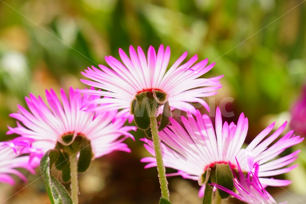 atmosphere,In May,Its bright,bright,feel,Clean,pure,spring,healing,Healing Photos,flower photo,Emotion,Livingstone Daisy,gay,Refreshing,nature,feeling,clean,flower,Emotional photo,refreshing,plant,animated,fresh
