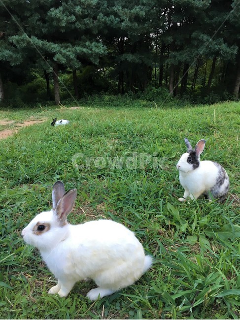 Olympic Park,green,nature,rabbits,cute,olympicpark,grass,rabbit,animal,wild