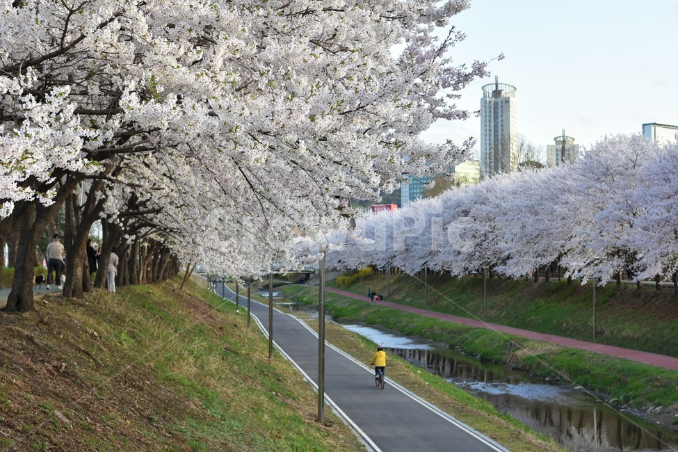 person,사람,flower,꽃,blossom,자전거,자전거길,길,꽃길,벚꽃,봄,봄길,벚꽃길,봄,계절,spring,season