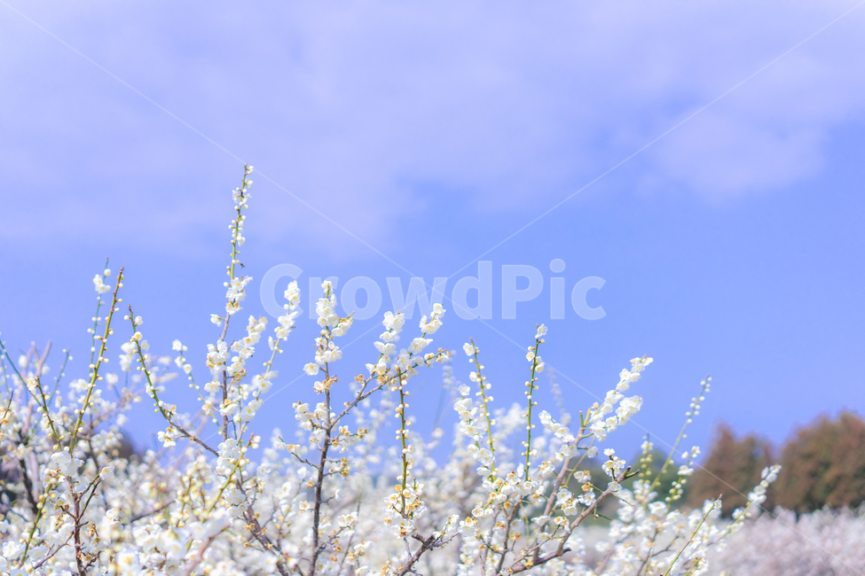 꽃,매화,풍경,하늘,팝콘,봄,자연,봄,계절,spring,season,자연,풍경,nature,landscape,plant,식물