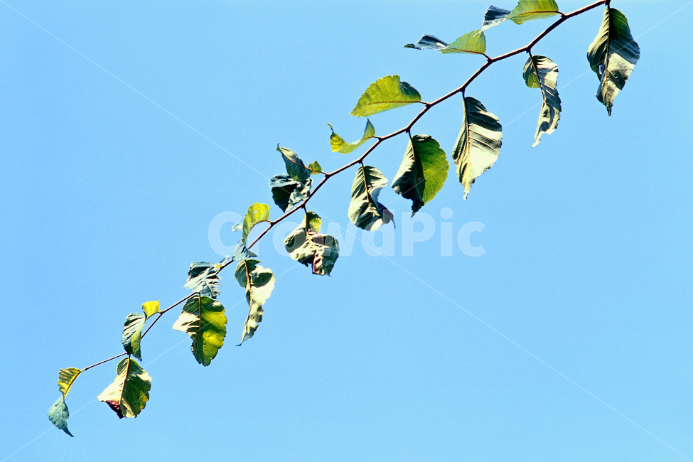 필름,필름사진,필름느낌,필름감성,감성사진,나뭇가지,잎,식물,leaf,plant,foliage,식물,자연,plants,nature