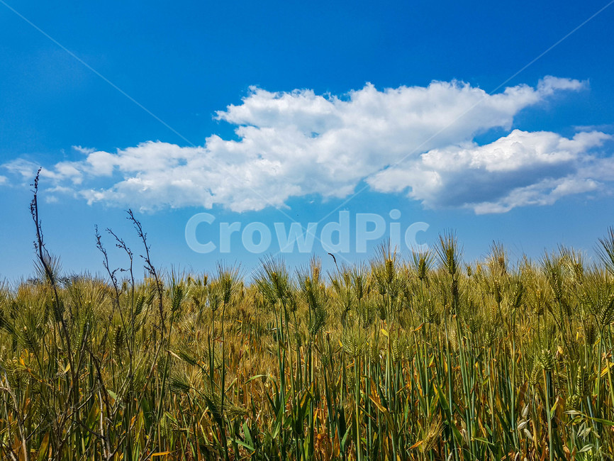 자연,힐링,하늘,보리밭,구름,맑음,nature,제주도,제주,경치,landscape,보리,barley,풍경,scenery,sunny,봄,spring,휴식,rest,healing,sky,cloud,푸른,blue,jeju,청보리,자연,풍경,nature,landscape,grass,잔디,plant,식물,outdoors,옥외,weather,날씨