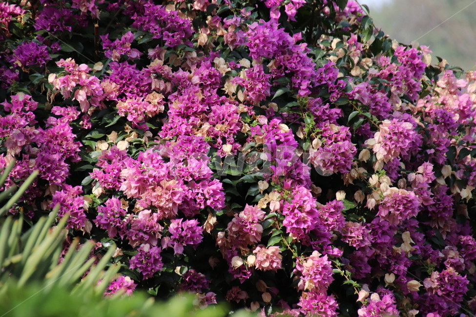 꽃,꽃나무,자연,수목원,풍경,식물,자연,plants,nature,꽃,flower