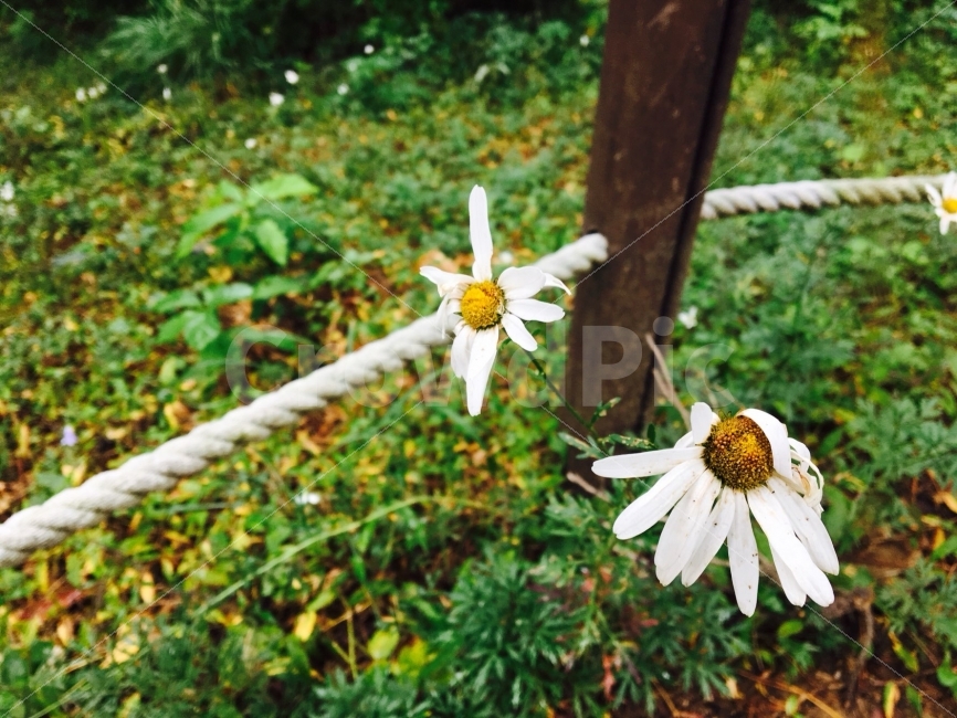 꽃,봄,자연,들꽃,꽃잎,식물,자연,plants,nature,꽃,flower