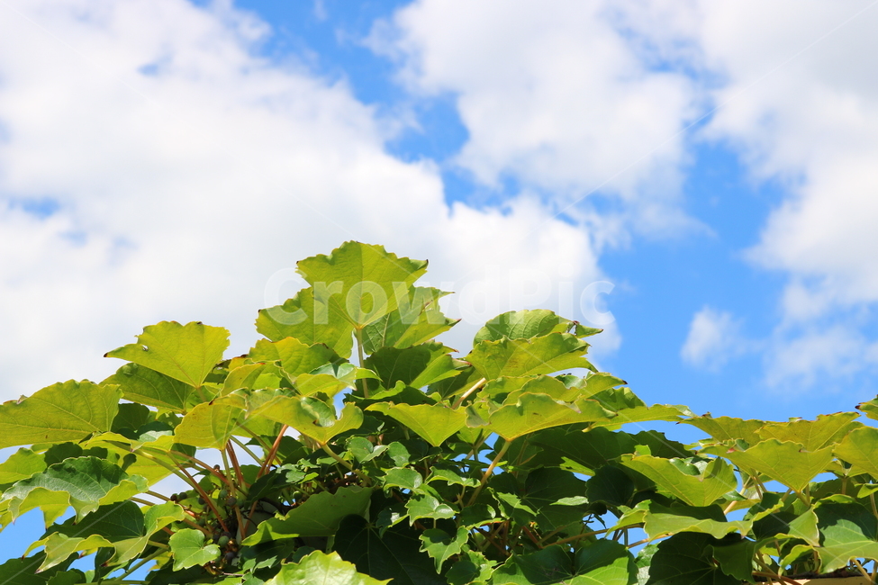 담쟁이덩굴,덩굴,식물,포도과,나무,자연,풍경,넝쿨,담쟁이,식물,자연,plants,nature