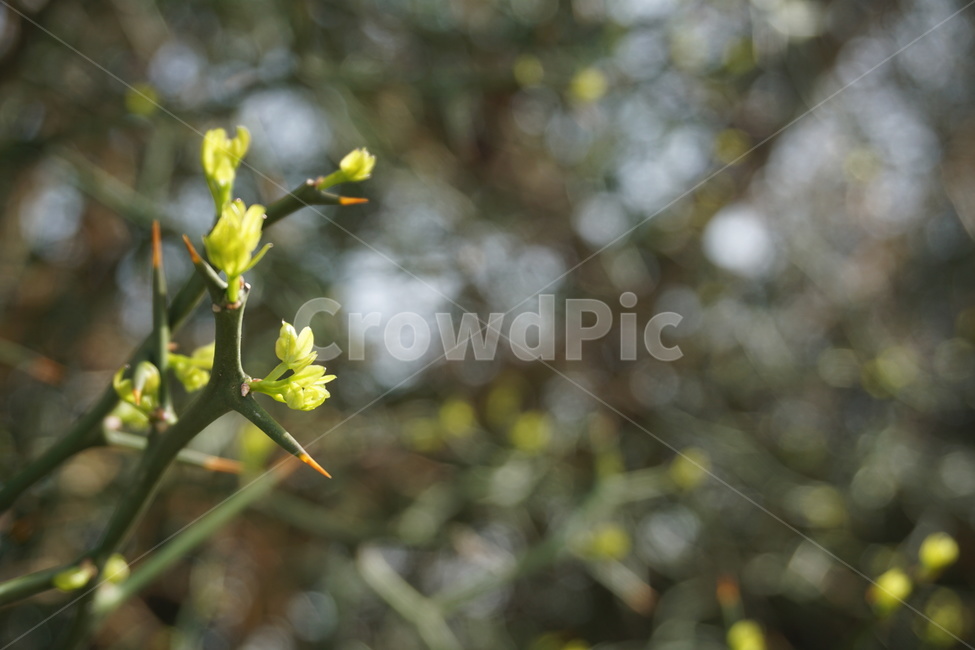 봄,4월,탱자나무,탱자나무가시,가시나무,연두색,녹색,가시,새순,봄,계절,spring,season,식물,자연,plants,nature,plant
